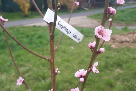 Obstbaum