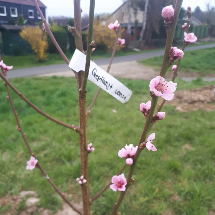 Obstbaum
