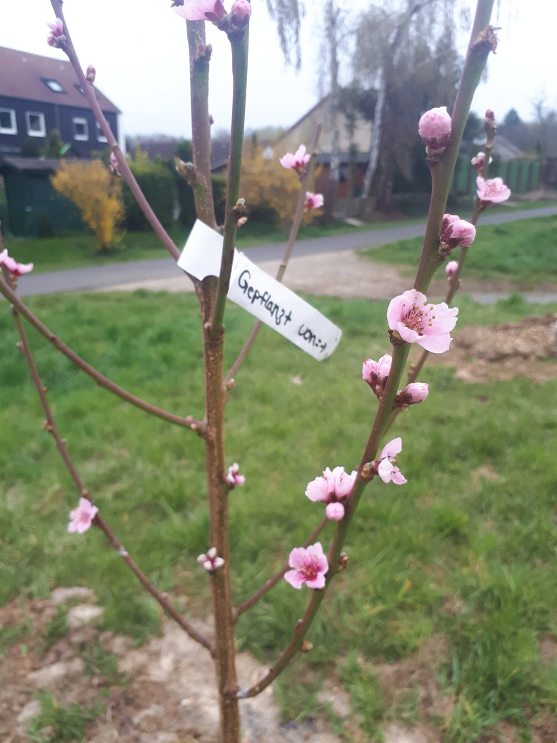 Obstbaum