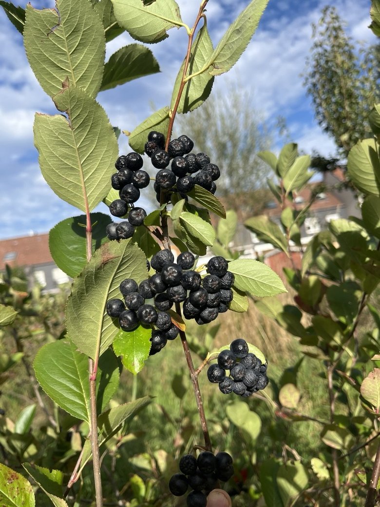 AroniaEWG