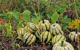Herbstfest-Website