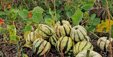 Herbstfest-Website