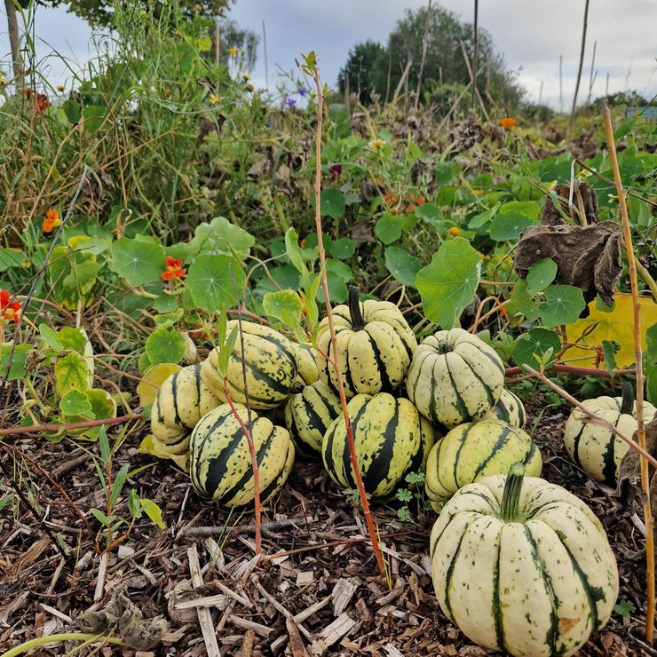Herbstfest-Website