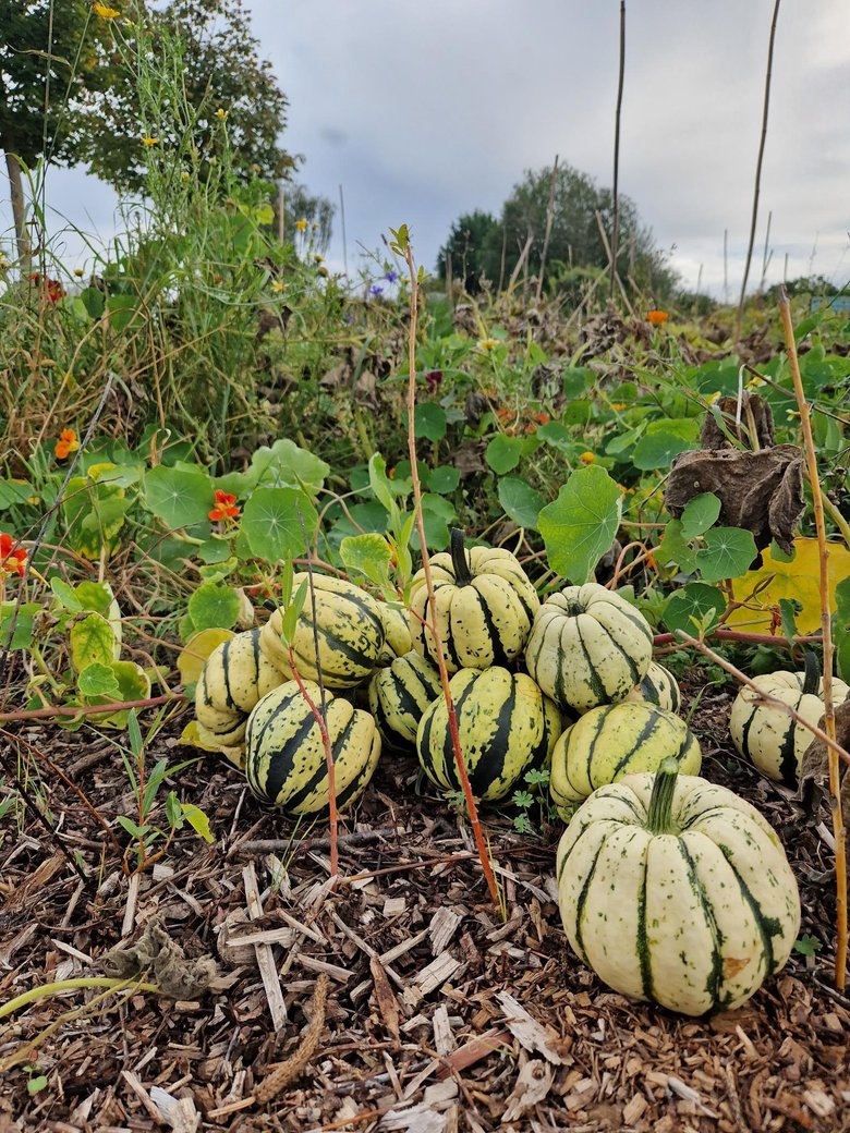 Herbstfest-Website