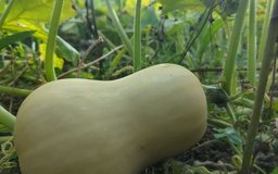 butternut2, sep.26