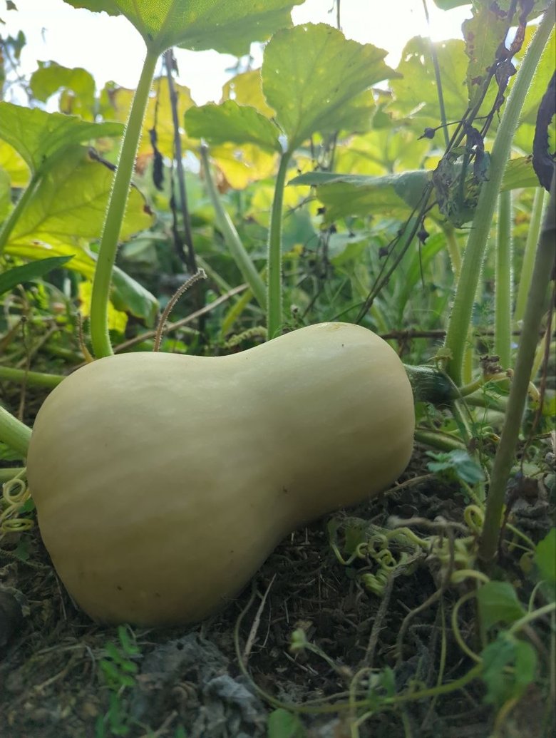 butternut2, sep.26