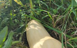 butternut,sep.26