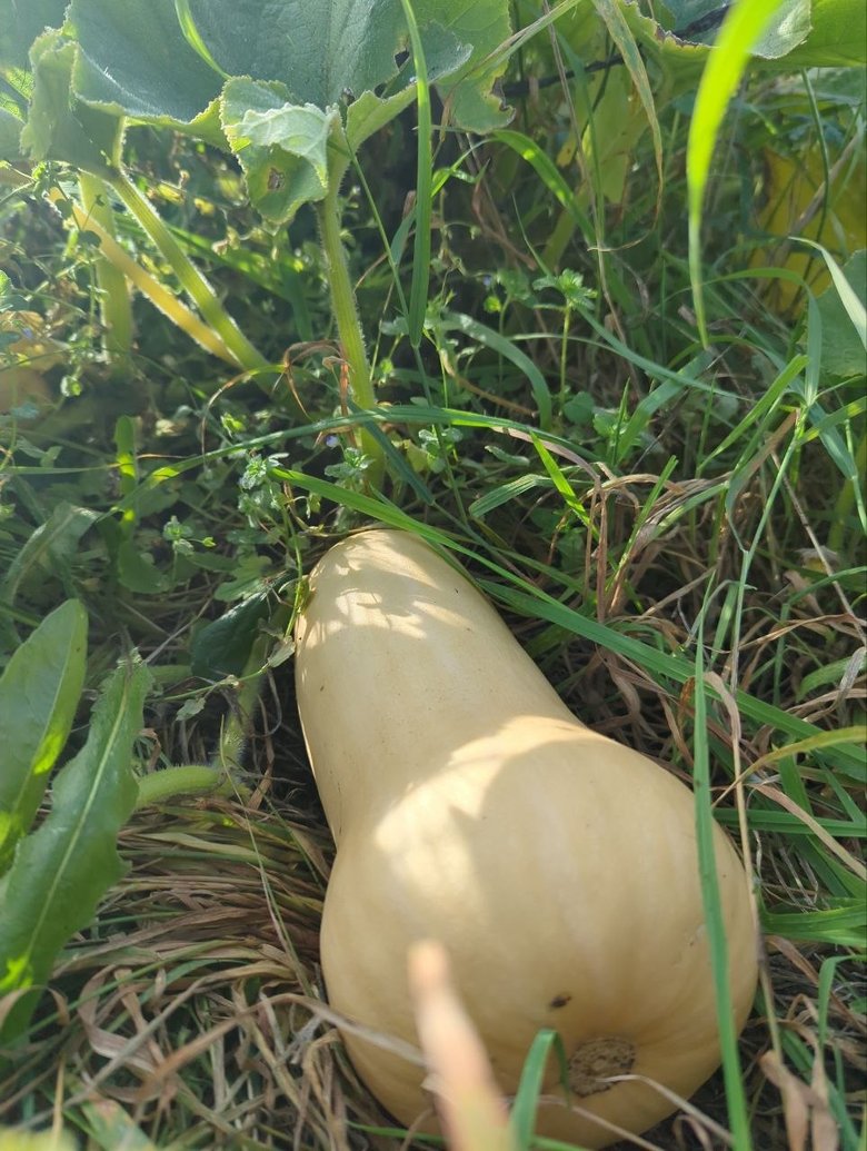 butternut,sep.26
