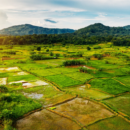 landwirtschaft_malawi