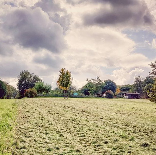 Waldgarten Wiese 2021