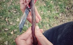 Kopulation mit Gegenzunge- Veredelung