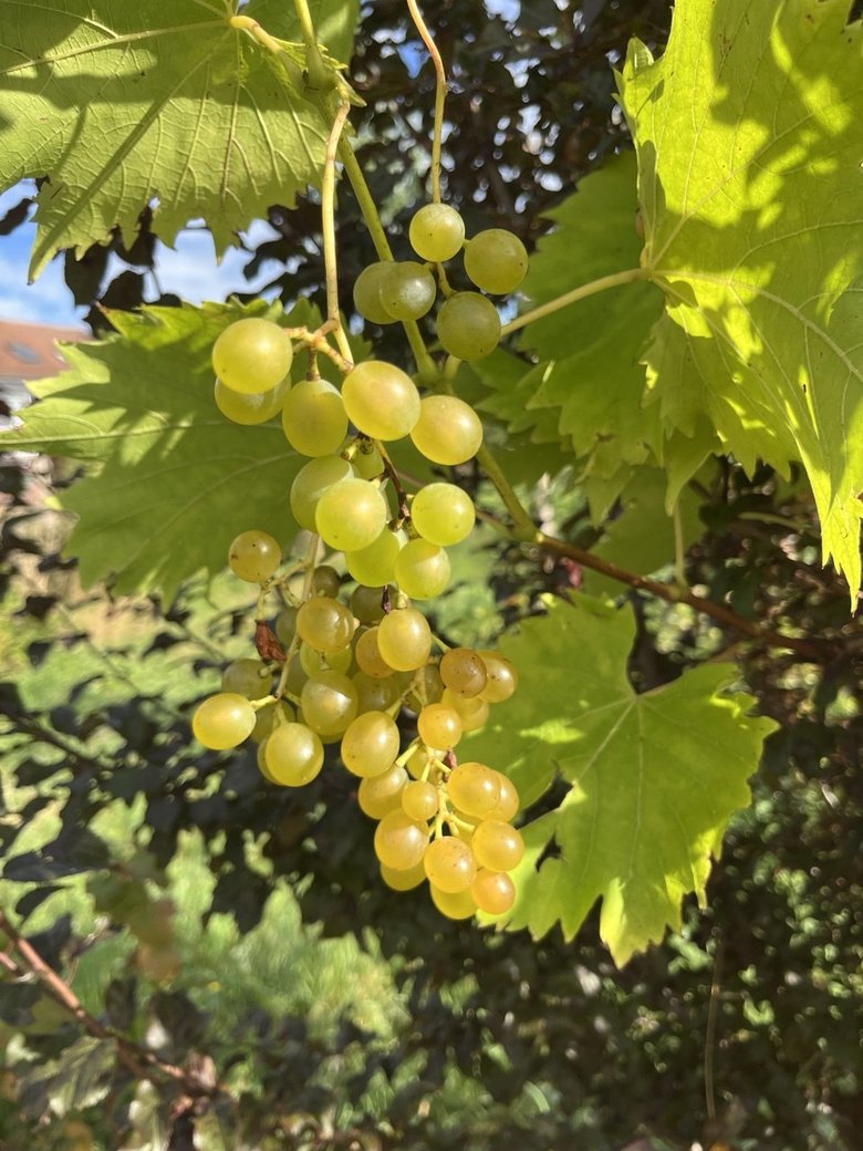Weintrauben im EWG